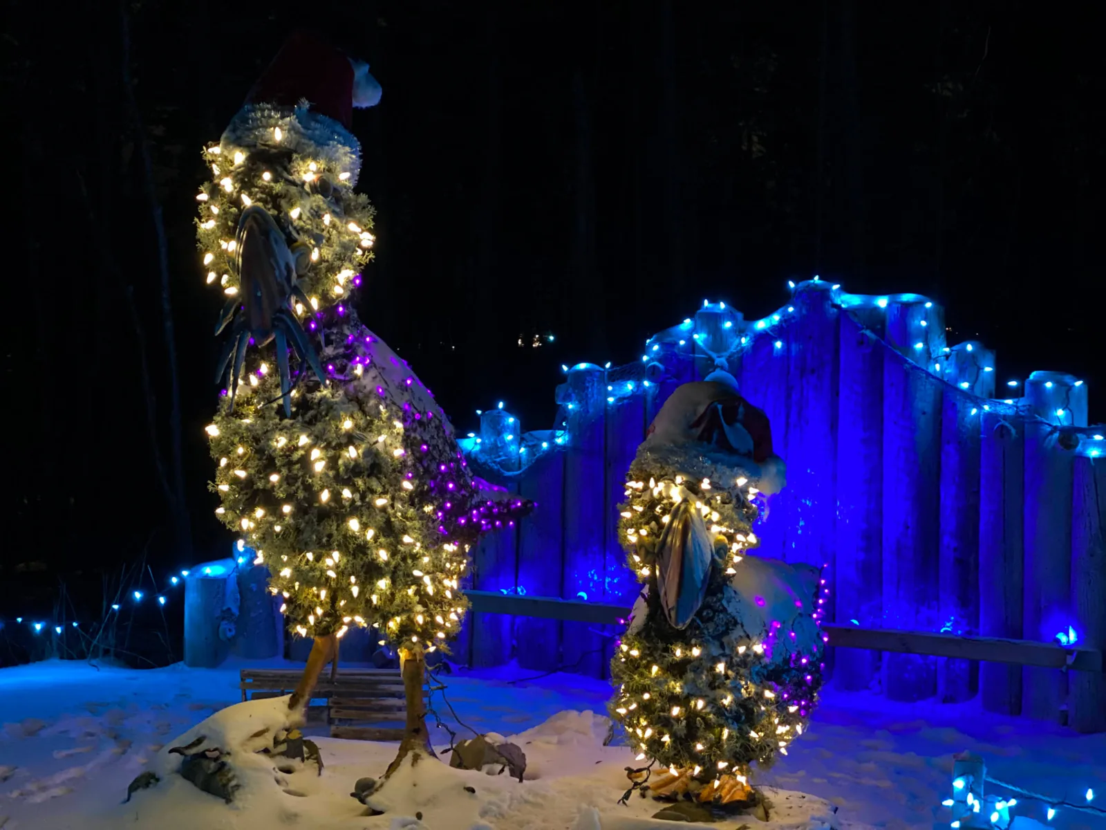 Snow-covered Christmas trees glowing with warm, blue and purple lights at night